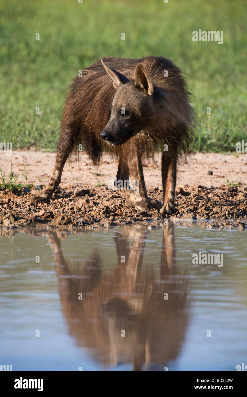 Brown hyena Hyaena brunnea Kgalagadi Transfrontier National Park Northern Cape South Africa Stock Photo