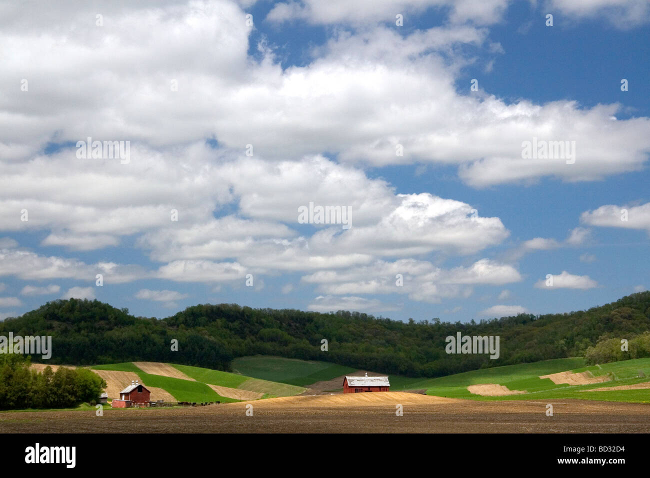 Red barns and farmland in Manitowoc County Wisconsin USA  Stock Photo