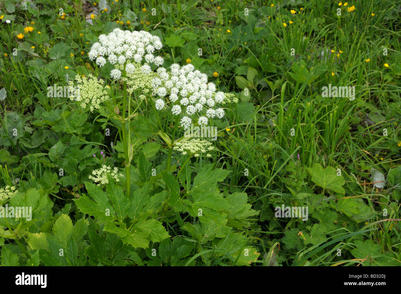 Masterwort, Hogfennel (Peucedanum ostruthium), flowering plant Stock Photo