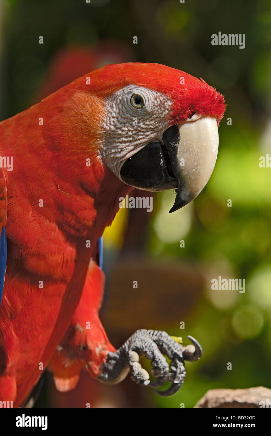 Macaw Roo Scarlet Macaw Ara macao Xcaret Playa del Carmen Quintana Roo state ...