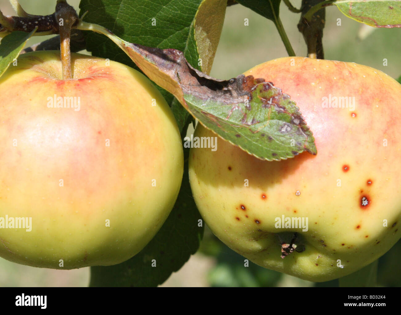 Fruit apple orchard kent hires stock photography and images Alamy