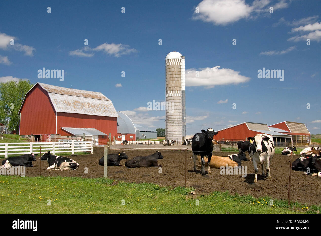 Cows in front of a red barn and silo on a farm north of Arcadia Wisconsin USA  Stock Photo