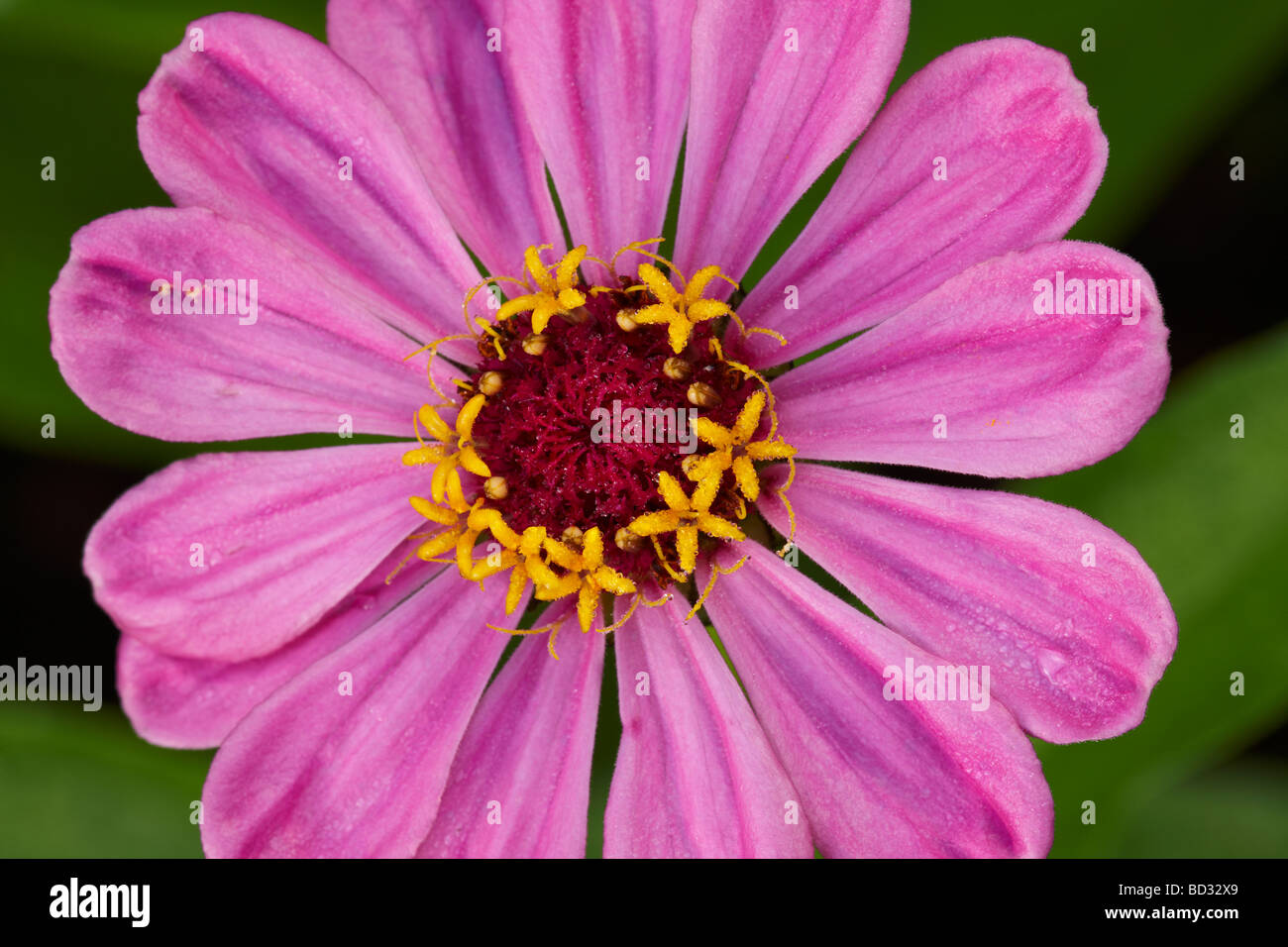 Zinnia elegans hybrid variety flower close up. Stock Photo
