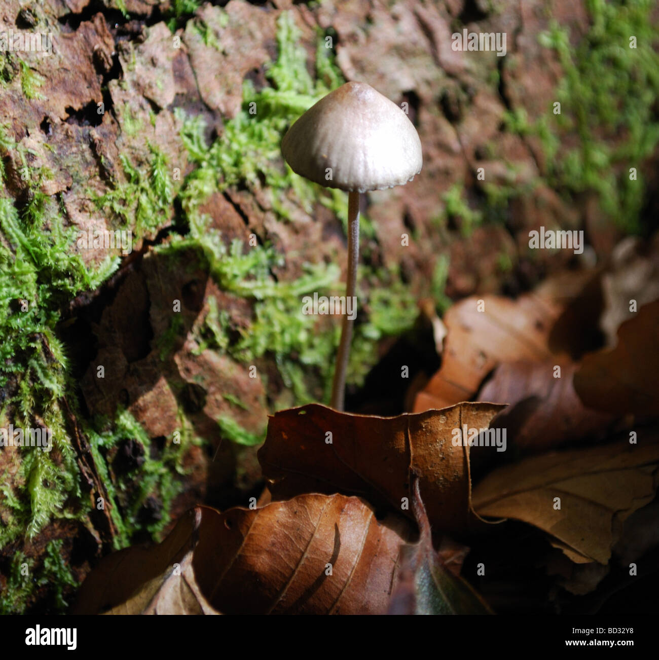 Psilocybe Semilanceata fungi, Galloway Forest Park, Dumfries and Galloway, Scotland Stock Photo