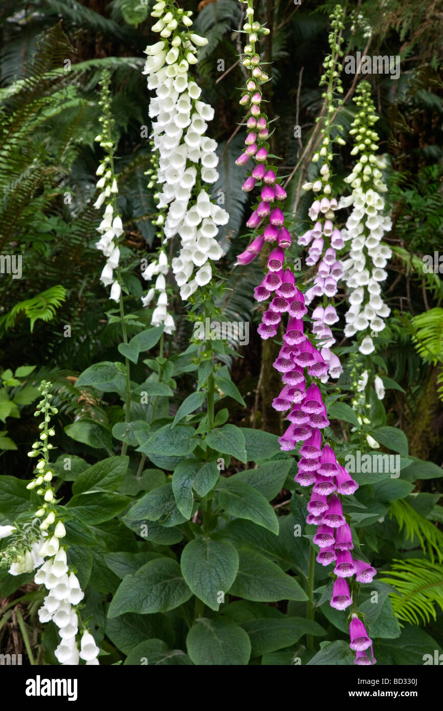 Foxglove flowering edge of forest. Stock Photo