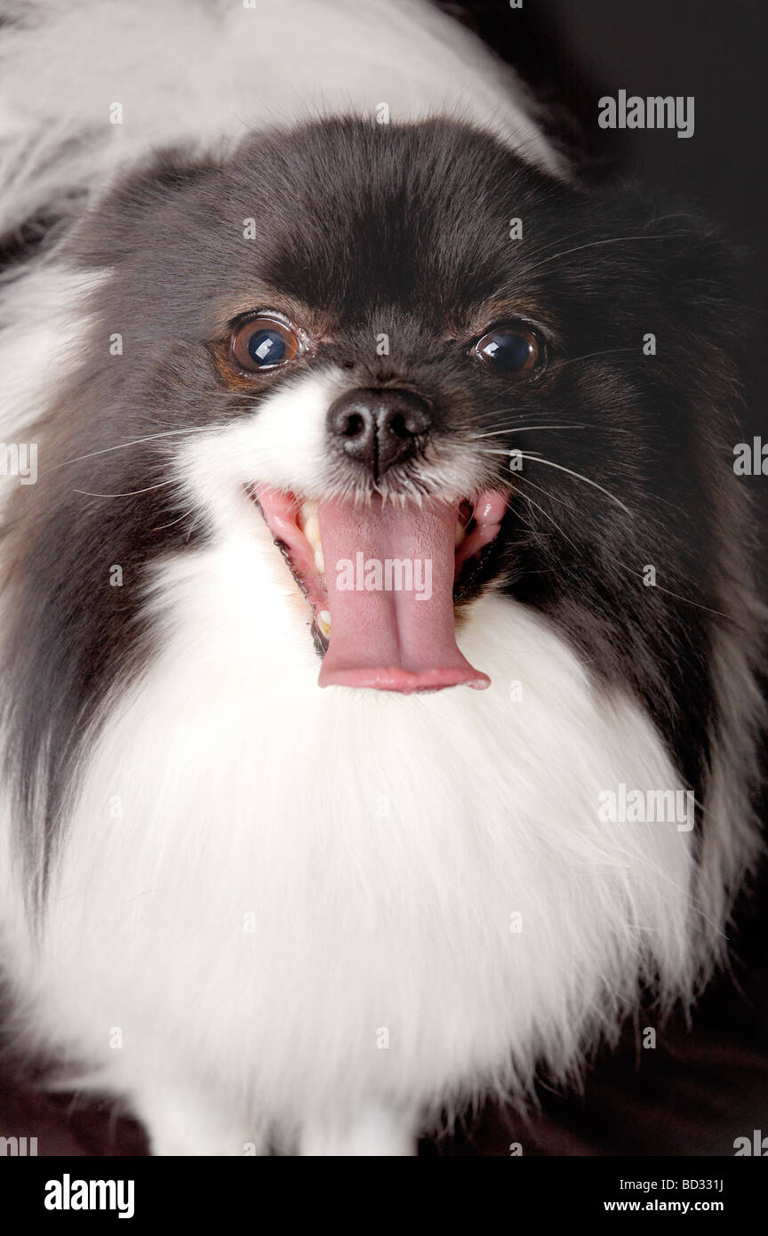This stock photograph shows a cute Papillon dog making eye contact with the viewer. Stock Photo