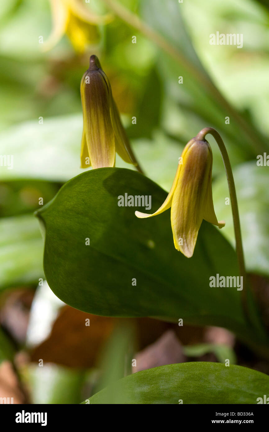 Erythronium commonly known as a trout lily growing on the forest floor in Upper Peninsula of Michigan USA  Stock Photo