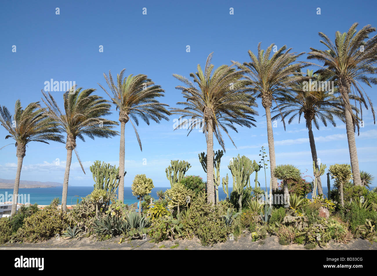 Palm Trees on Canary Island Fuerteventura, Spain Stock Photo