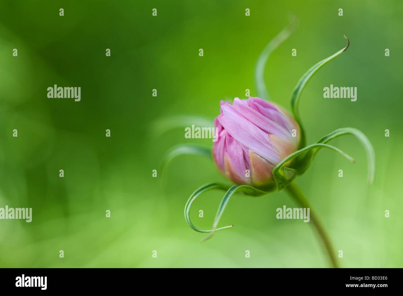 Cosmos bipinnatus 'Sea shells' flower bud before it opens Stock Photo
