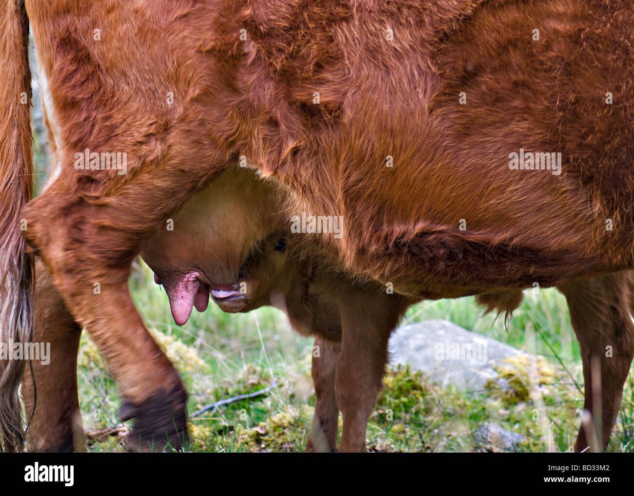 Very young calf suckling milk from its mother near Ardgay in Sutherland, Scotland Stock Photo