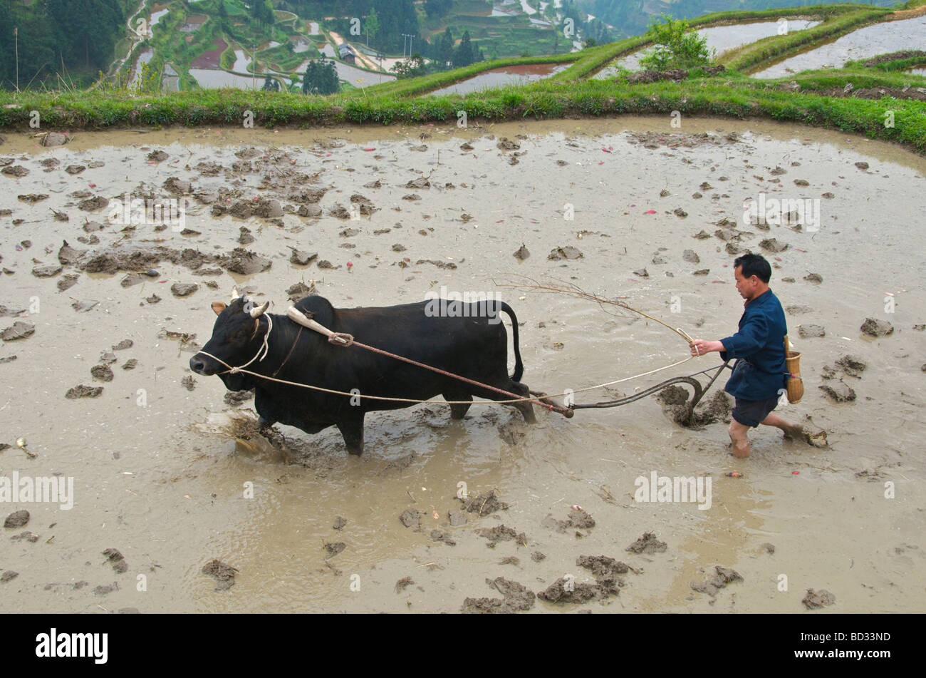 Dong man ploughing rice paddy with buffalo Guizhou Province China Stock Photo