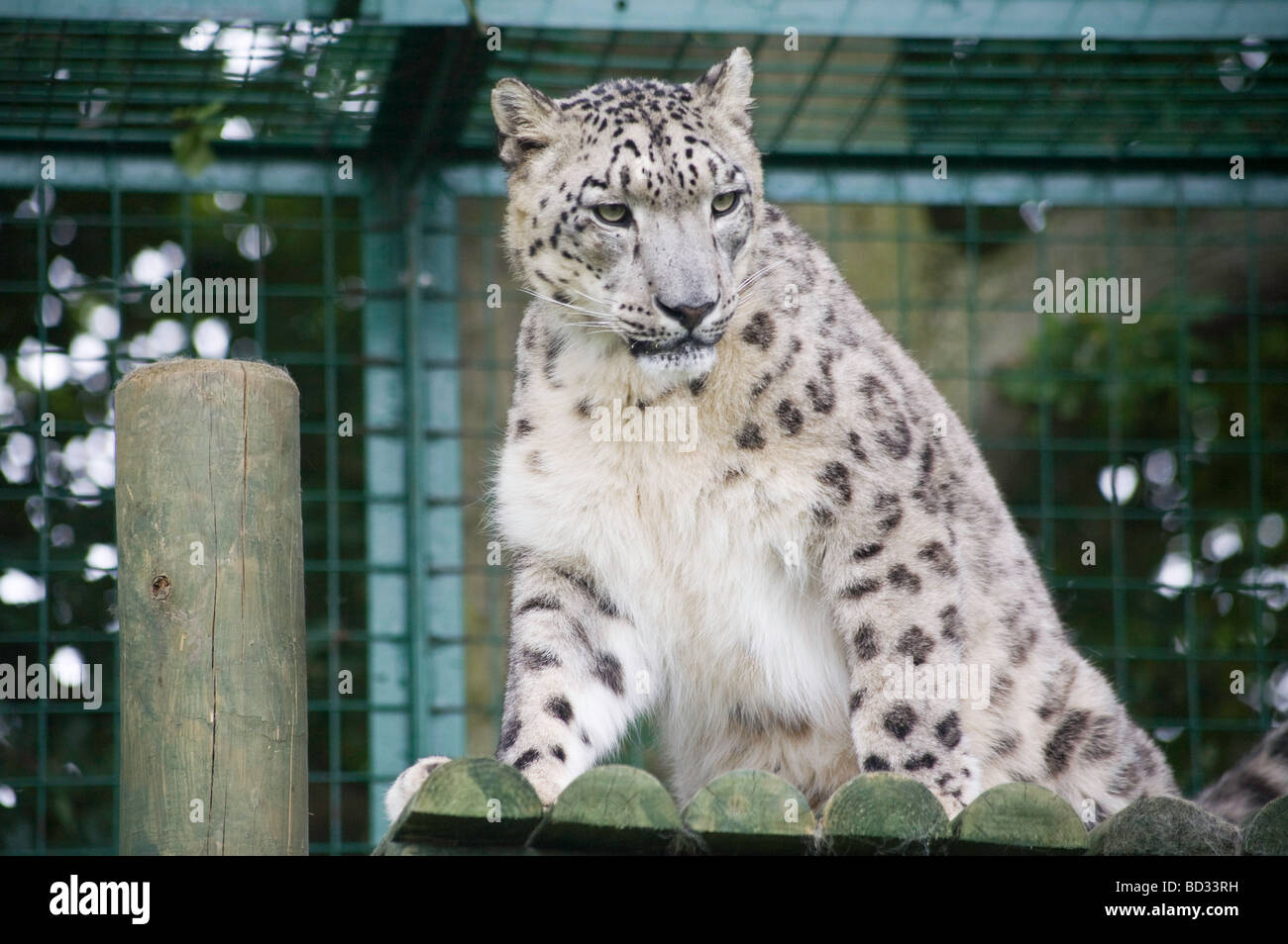 MizI a female snow leopard ( Panthera Uncia) from the Himalayas Stock Photo