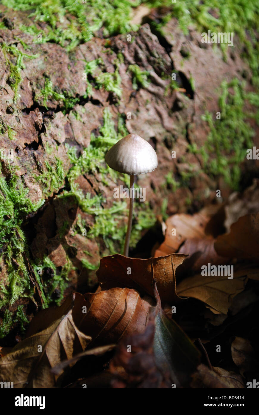 Psilocybe Semilanceata, Galloway Forest Park, Dumfries and Galloway, Scotland Stock Photo