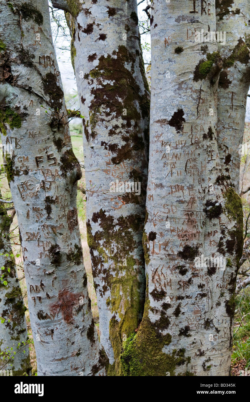 Tree carved with lots of initials, often depicting relationship or important date, taken in Sutherland north Scotland Stock Photo
