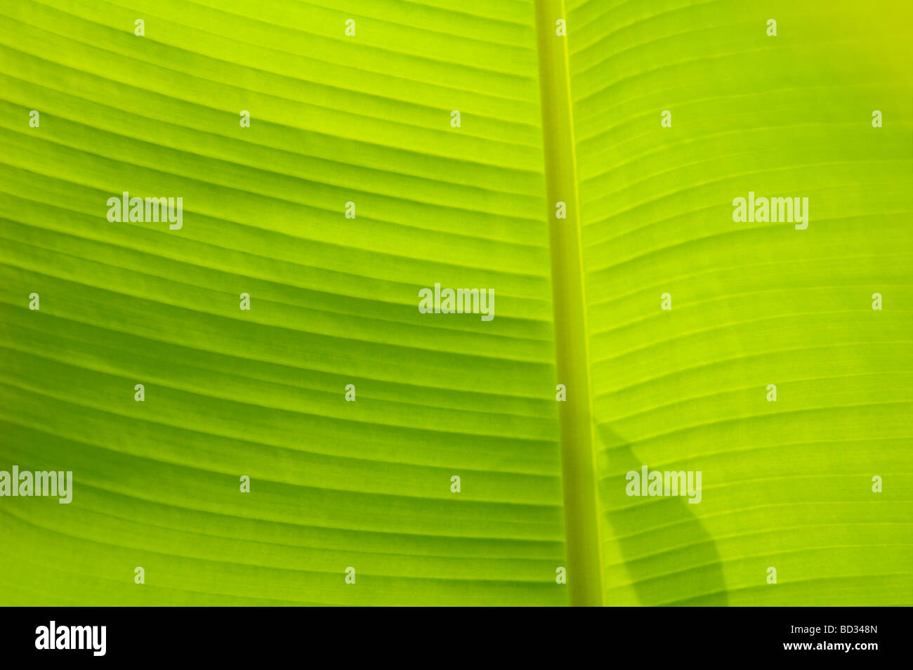 Vibrant green banana leaf background texture Stock Photo - Alamy