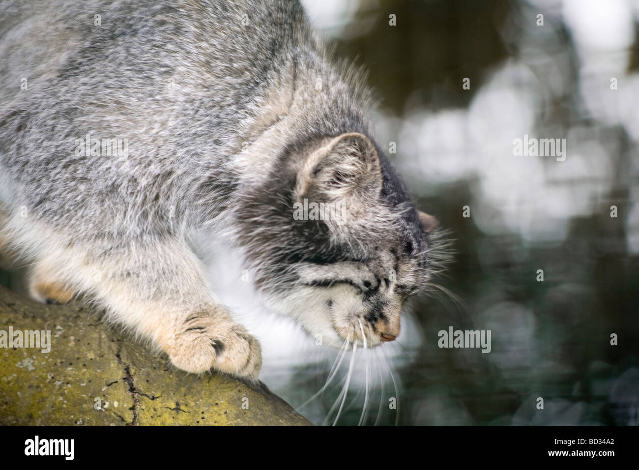 Khan a male Pallas Cat (Octolobus Manul) from Central Asia, Wildlife Heritage Foundation, UK Stock Photo
