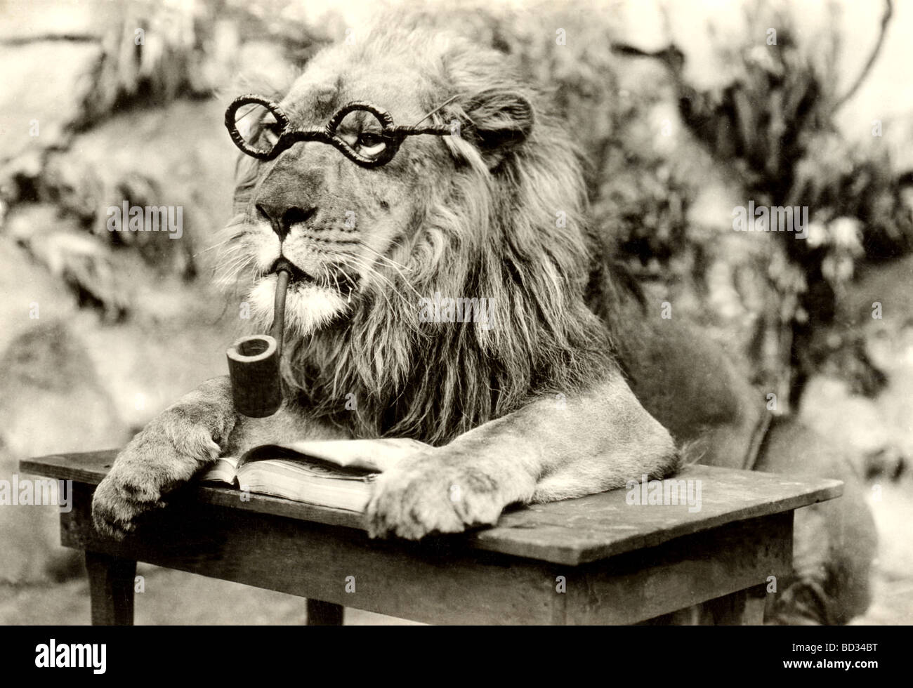 Lion with Pipe & Glasses Reading a Book Stock Photo