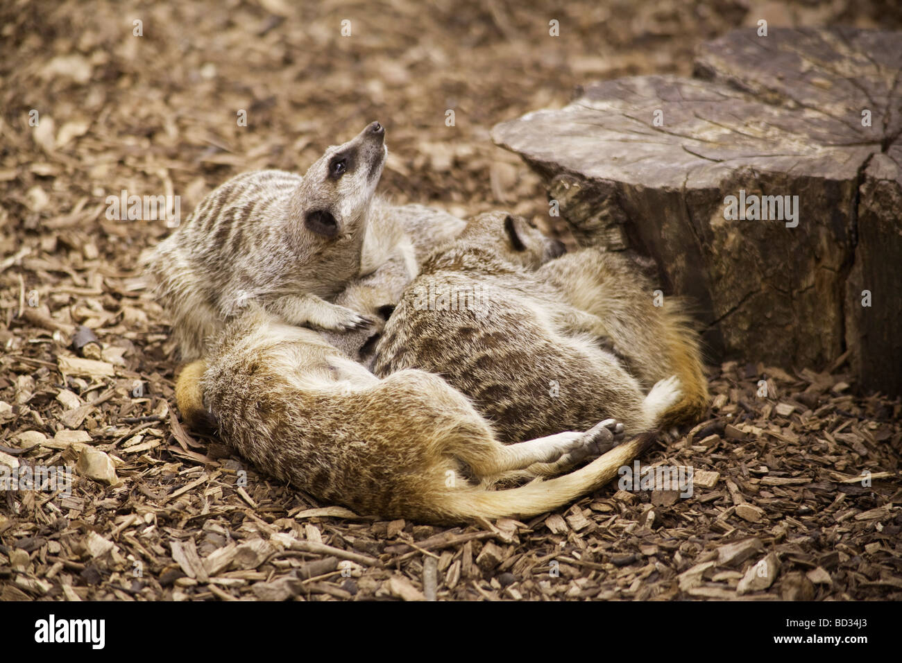 Meerkat family huddled together Stock Photo