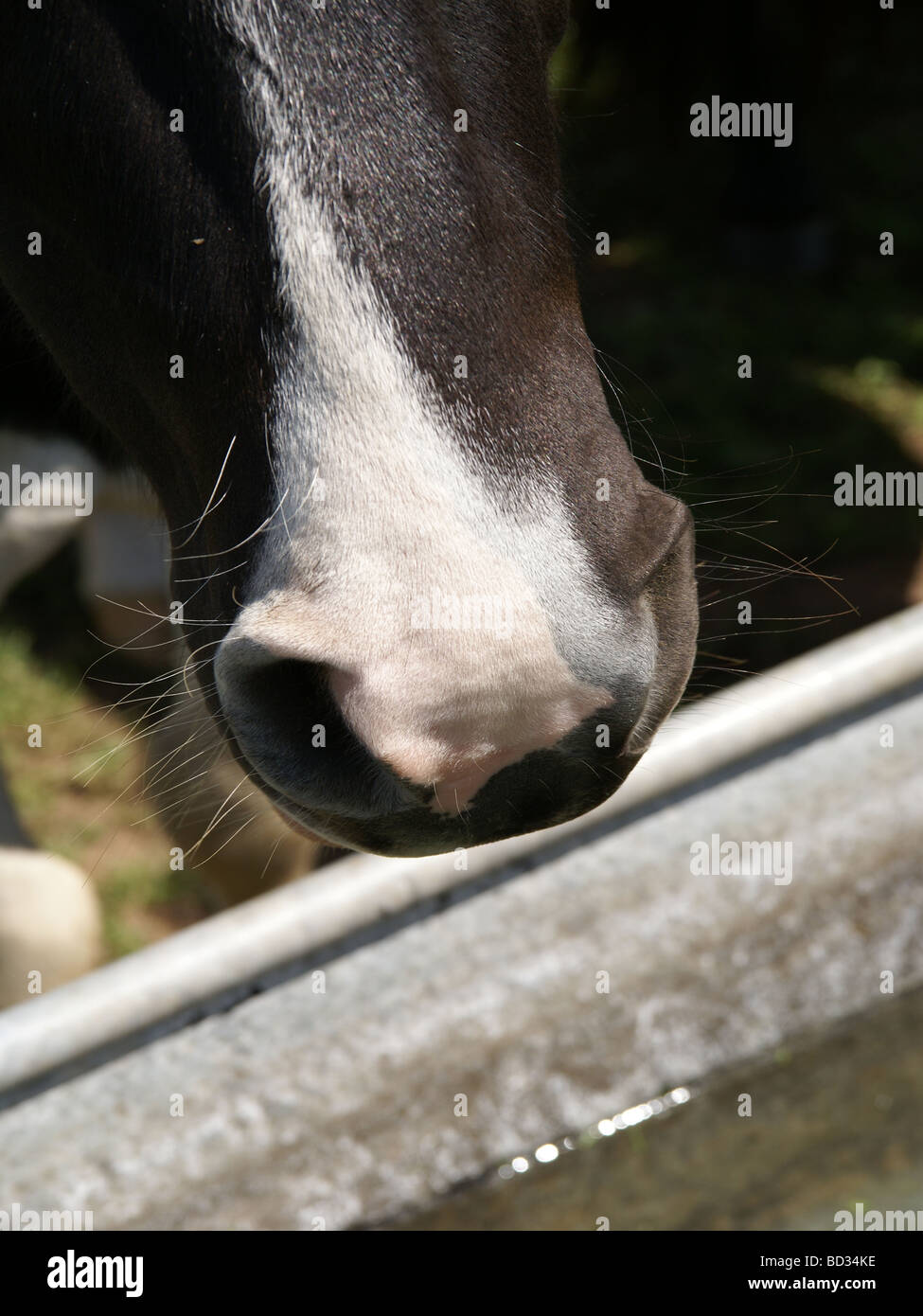 Horse at the water trough Stock Photo - Alamy