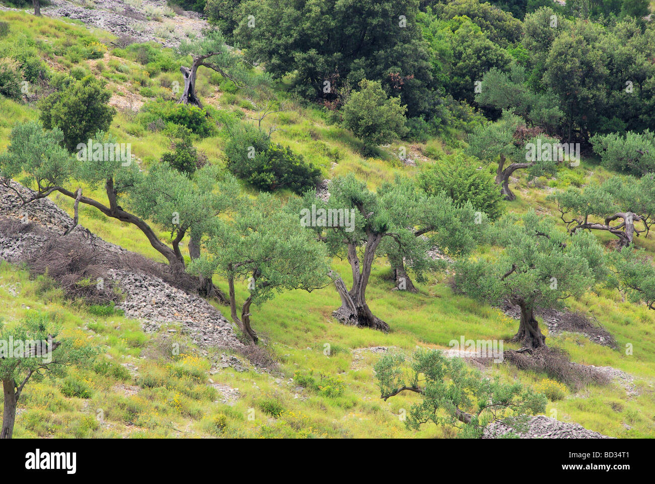 Olive grove hi-res stock photography and images - Alamy