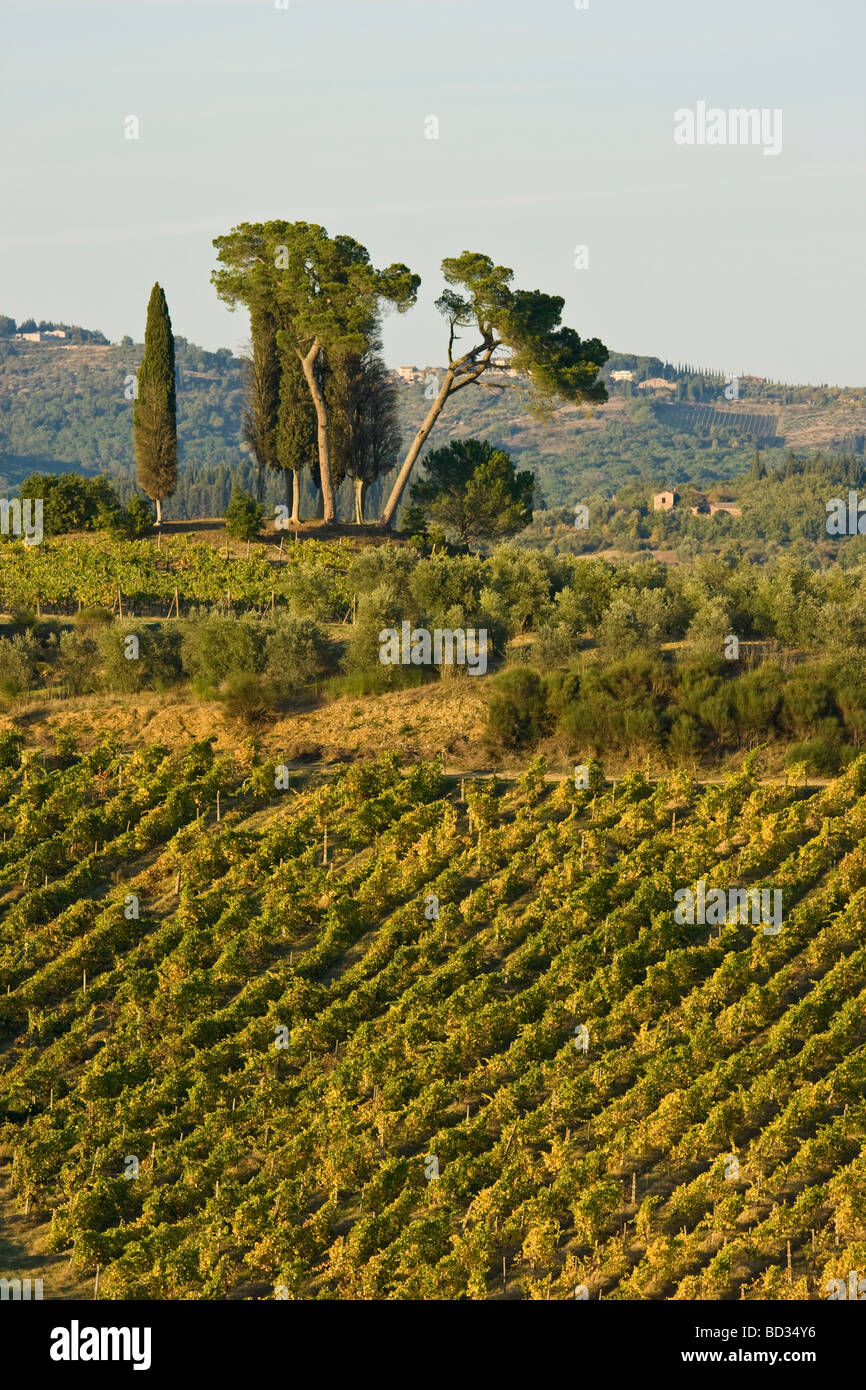 Landscape of vineyard, pines and cypresses in Chianti Tuscany Italy Stock Photo