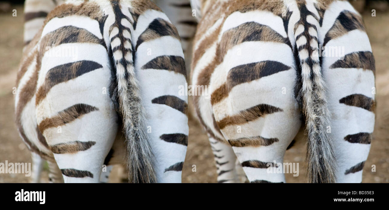 Two Zebras - backview, Paradise Wildlife Park, UK Stock Photo