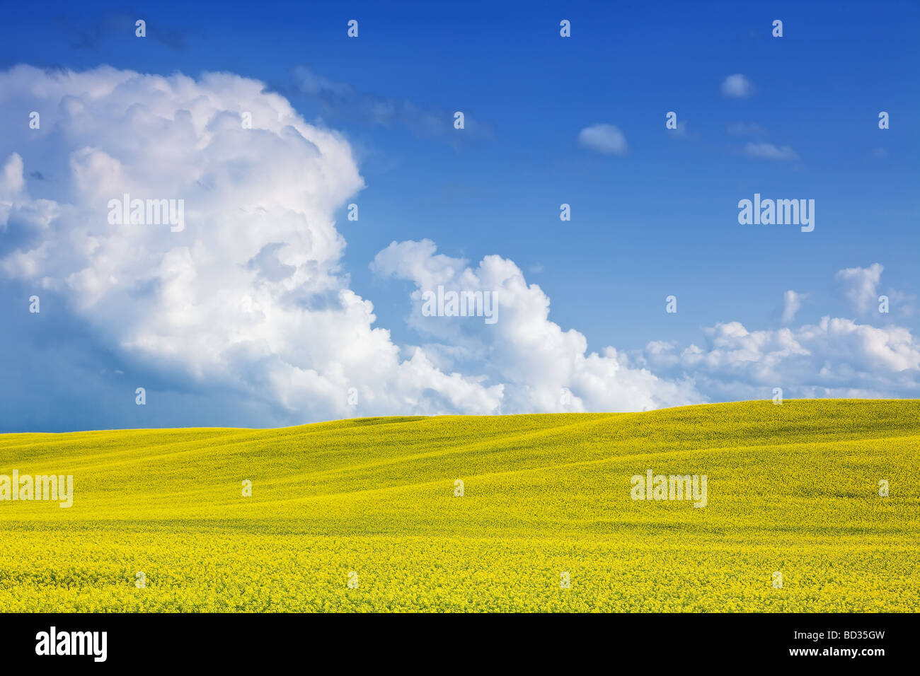 Canola Field and Towering Cumulus Clouds on the Canadian Prairies, Pembina Valley, Manitoba, Canada. Stock Photo