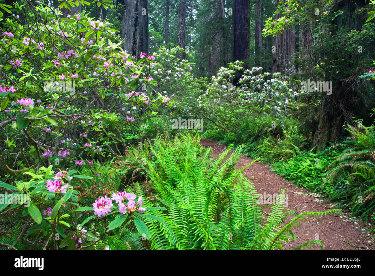 Rhododendrons flowering, Redwood Forest. Stock Photo
