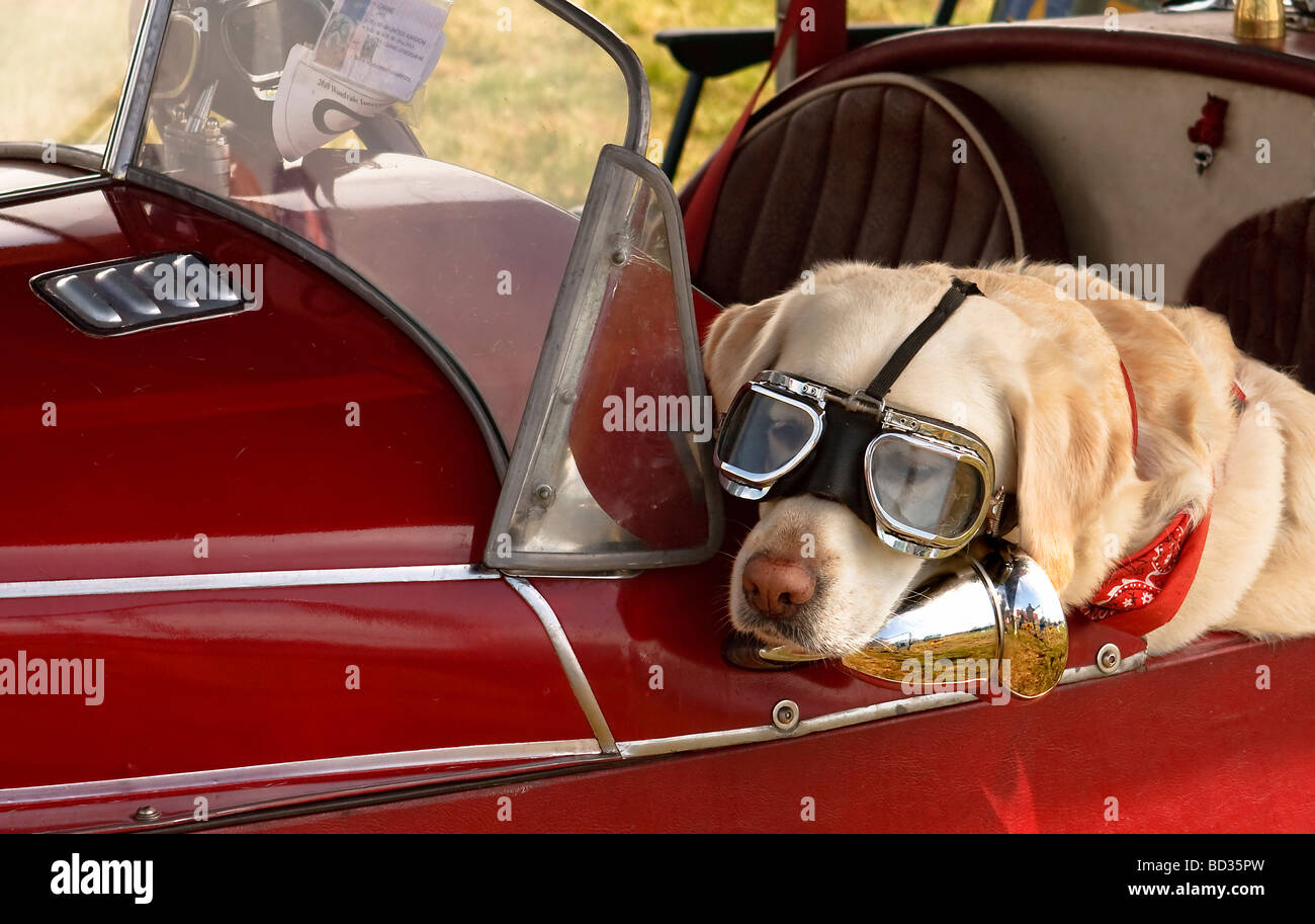 Cute Labrador Retriever sitting in Morgan 3 wheeler. Funny wearing Goggles. Red Car Stock Photo