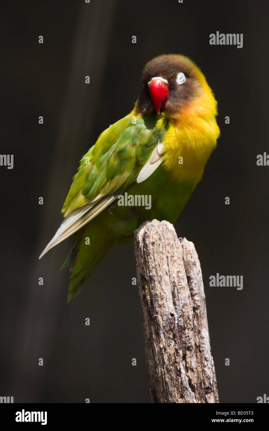 Black cheeked lovebird, Agapornis nigrigenis, photographed in Funchal Botanical Gardens Stock Photo
