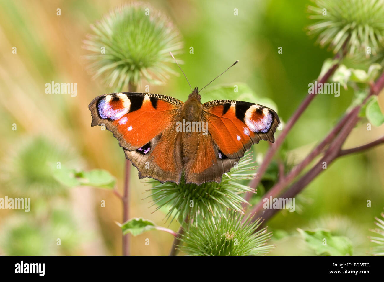 Peacock butterfly (inachis io) settled with wings open on a burdock plant Stock Photo