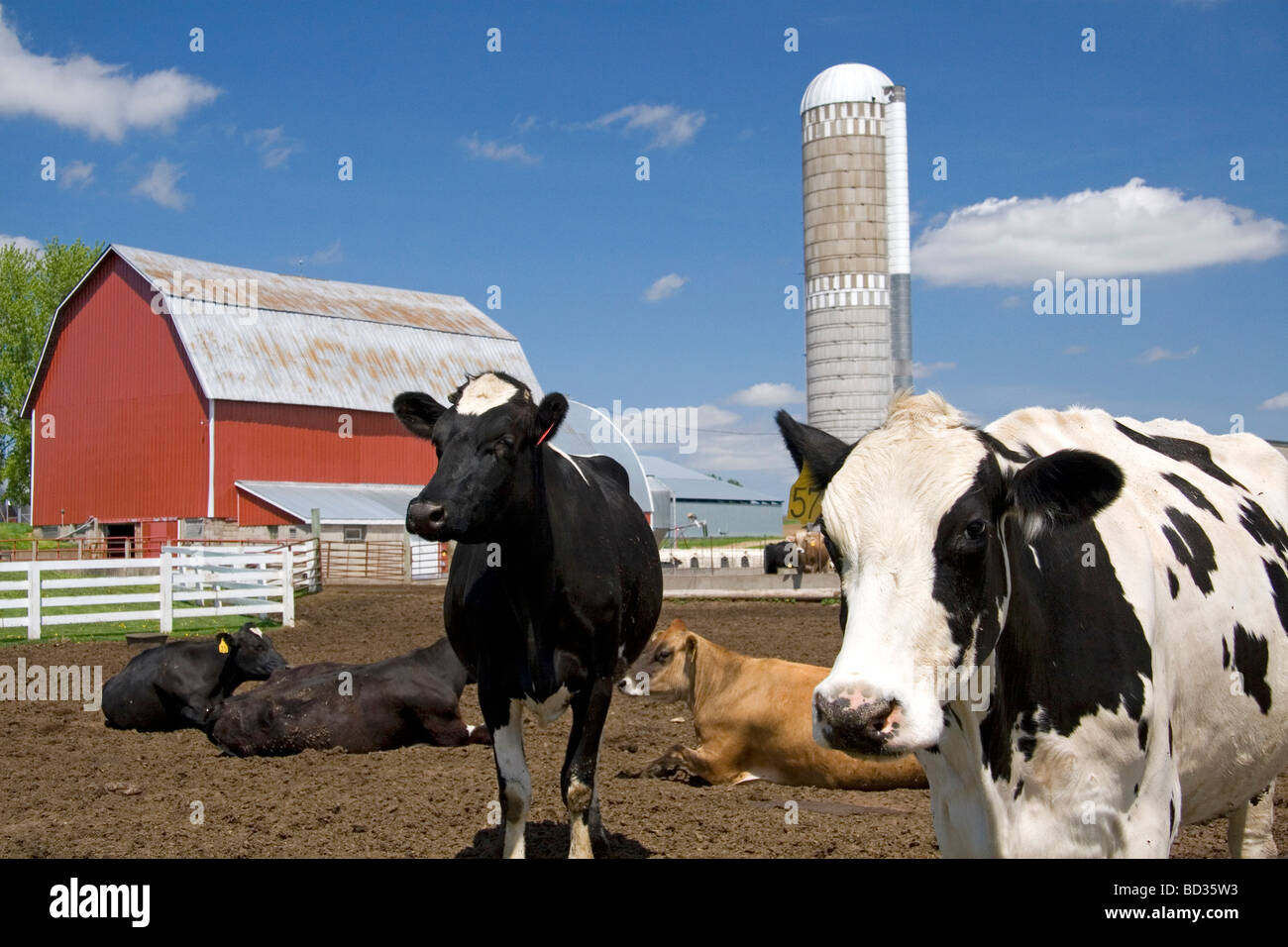 Cows in front of a red barn and silo on a farm north of Arcadia Wisconsin USA  Stock Photo