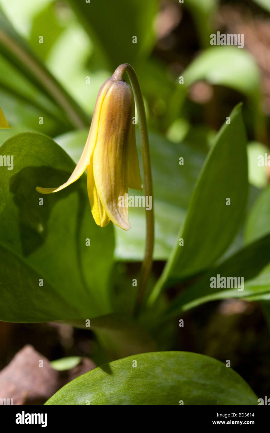 Erythronium commonly known as a trout lily growing on the forest floor in Upper Peninsula of Michigan USA  Stock Photo