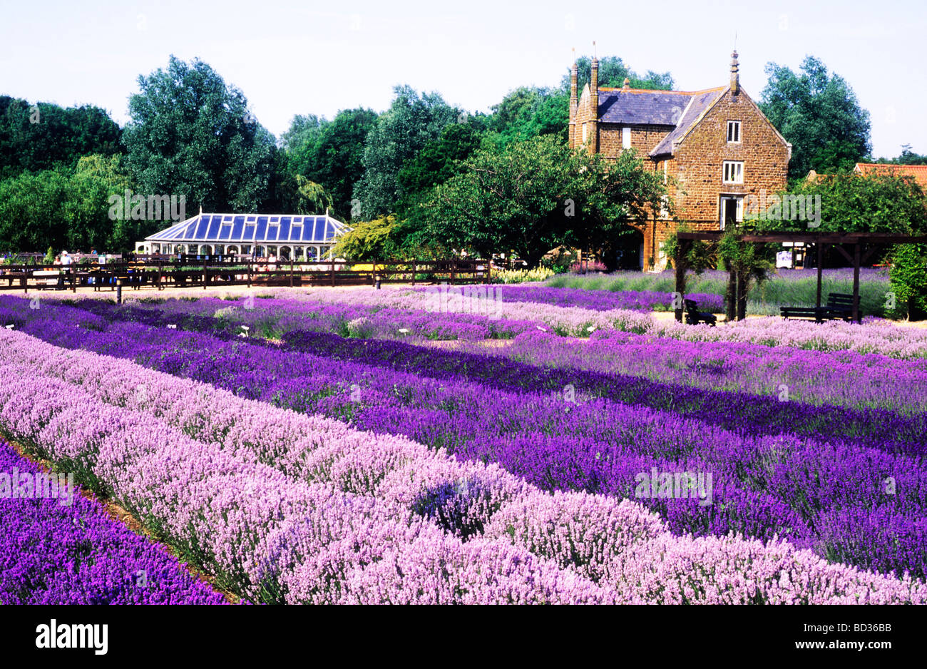 norfolk-lavender-fields-hi-res-stock-photography-and-images-alamy