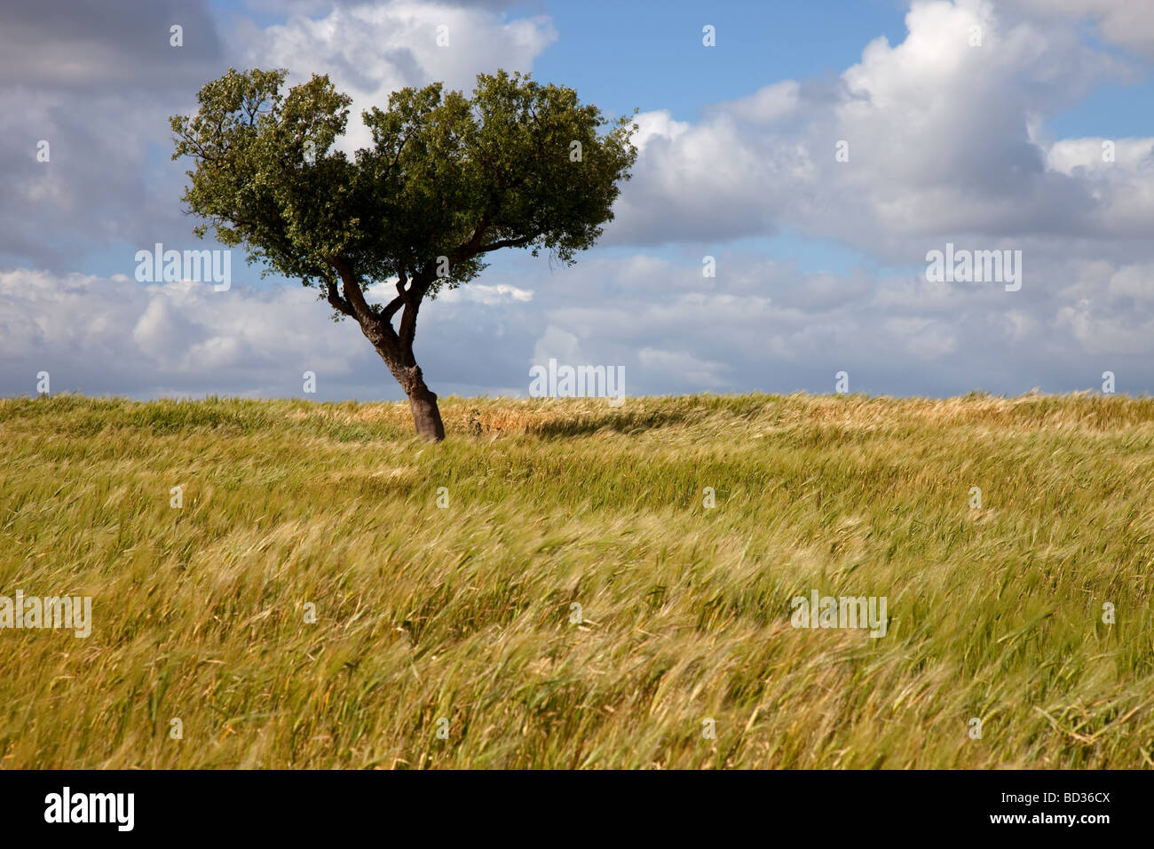 lonely tree in a alentejo farm the south of portugal Stock Photo Alamy