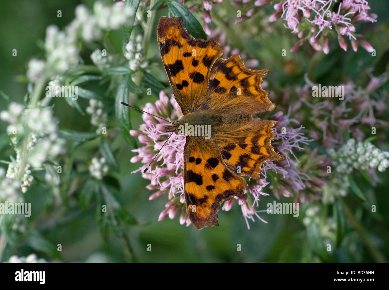 Comma Butterfly (polygonia c-album) with wings spread and feeding on hemp agrimony Stock Photo