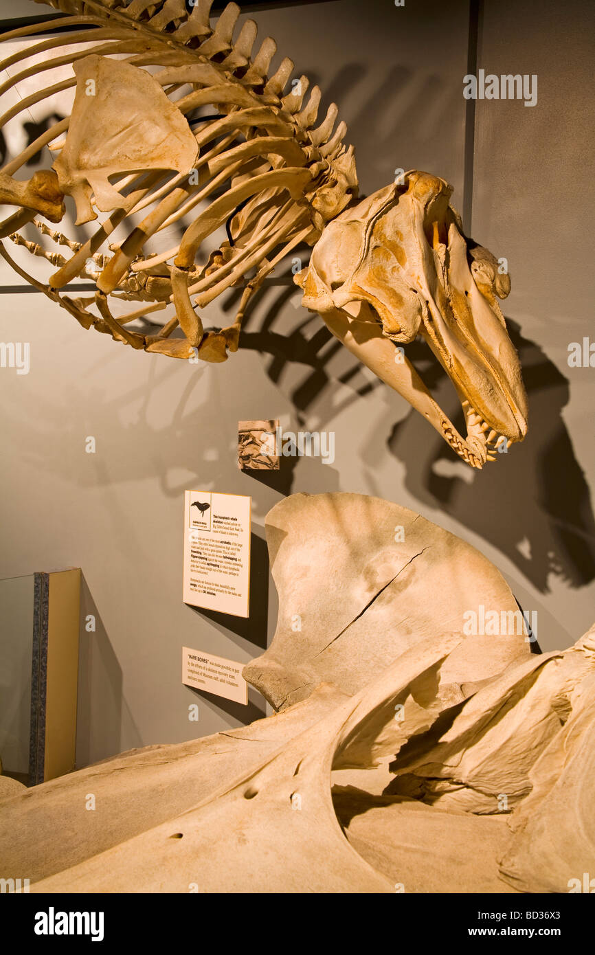 Pilot Whale Skeleton Museum Of Science History Jacksonville Florida USA Stock Photo