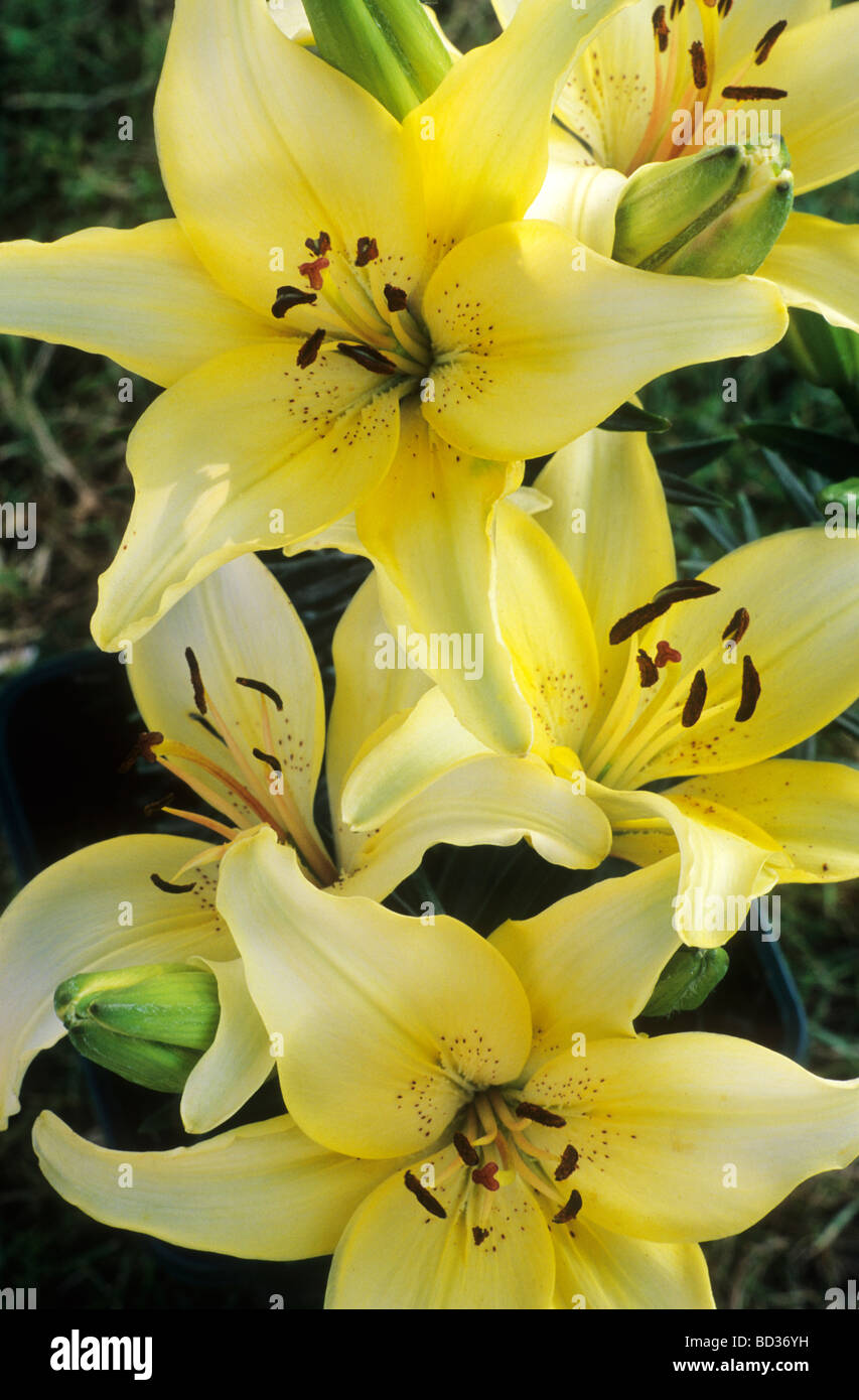 Lilium 'Ivory Pixie' dwarf oriental lily yellow flower garden plant flowers plants aromatic Stock Photo