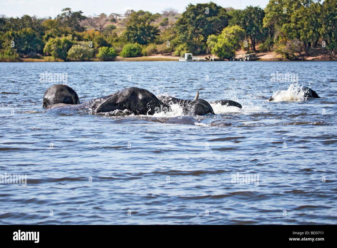 African Elephants playing while swimming across the Chobe River in  Chobe National Park, Botswana, Africa, during the dry season. Stock Photo