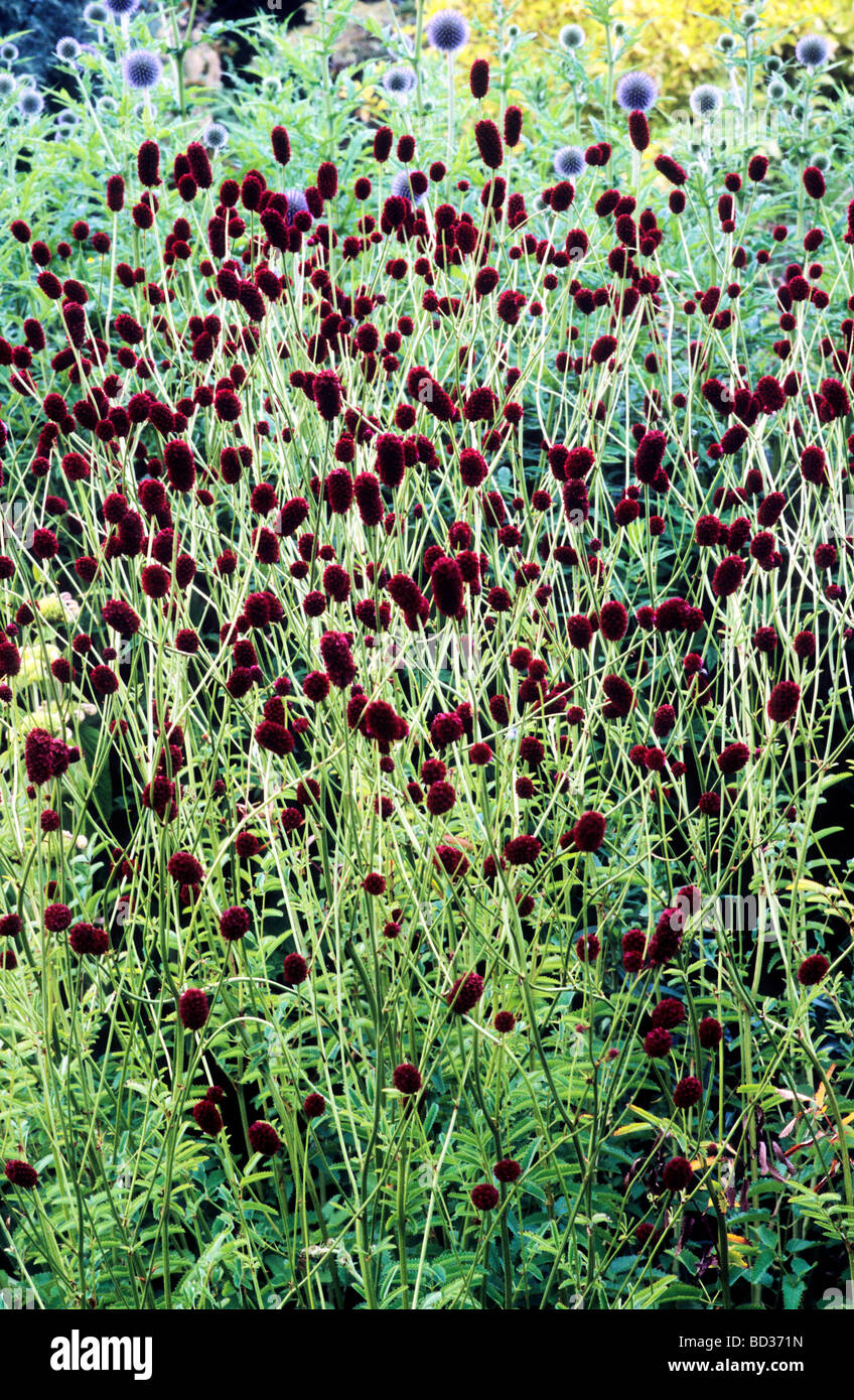 dark-red-flower-heads-hi-res-stock-photography-and-images-alamy