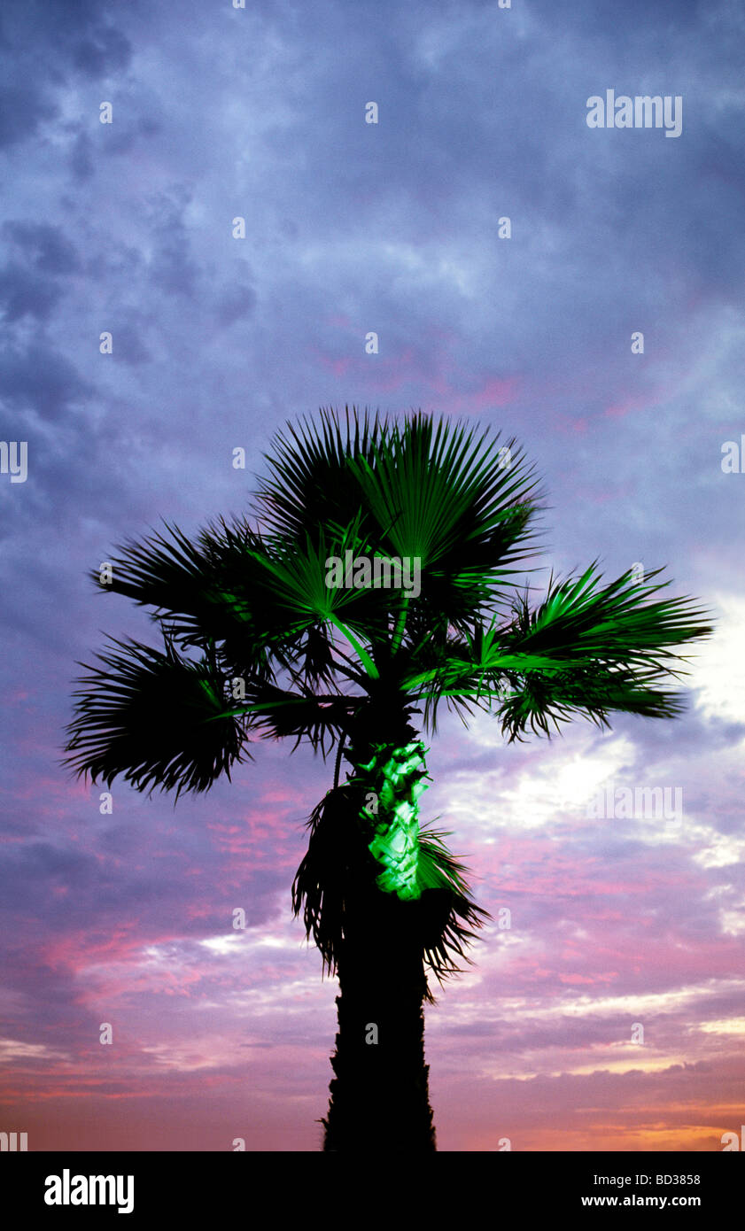 Lit Palm Tree at Sunset Stock Photo