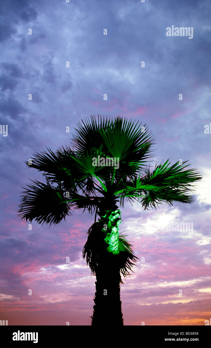 Surreal palm tree hi-res stock photography and images - Alamy