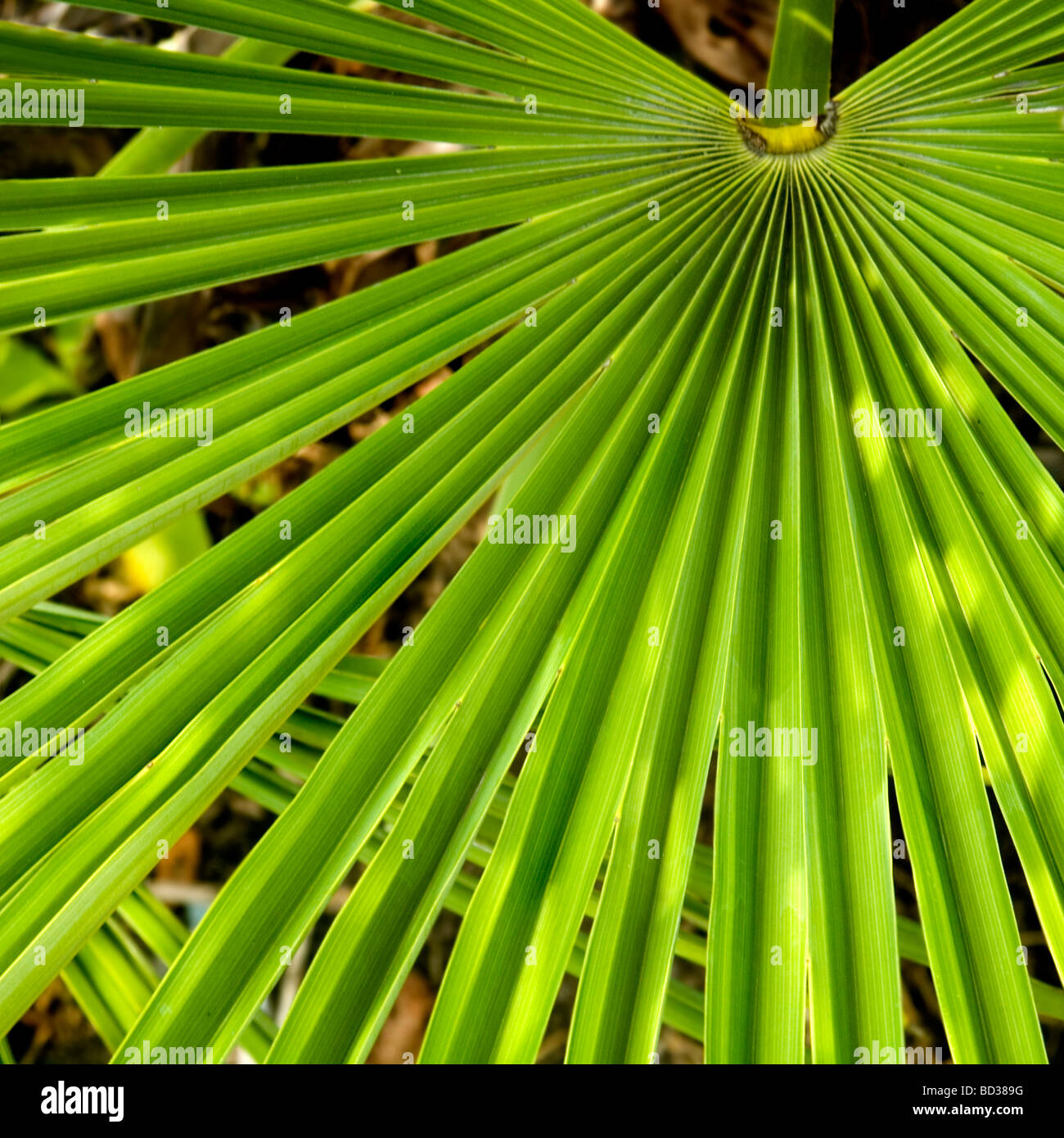 Beautiful vibrant green palm frond background texture Stock Photo
