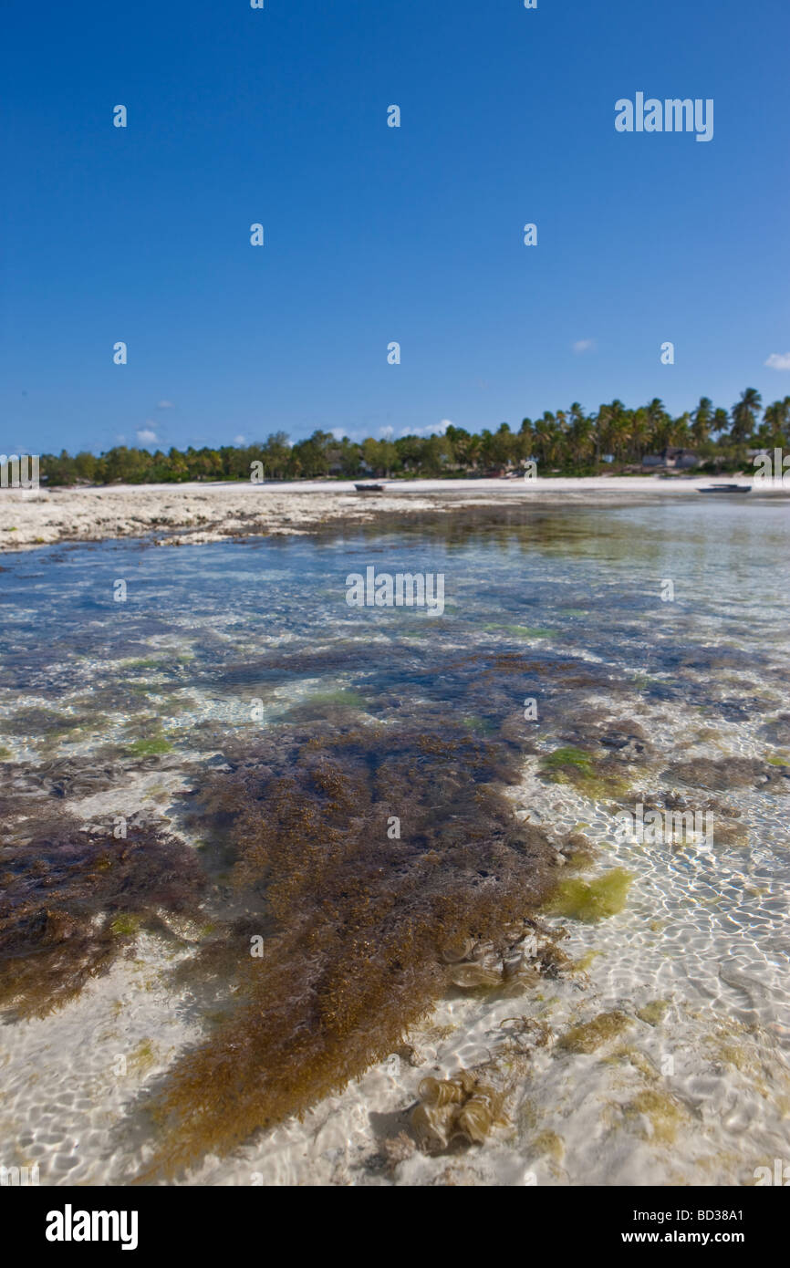 Seaweed in the shallow water at Pingwe, Zanzibar, Tanzania, Africa Stock Photo