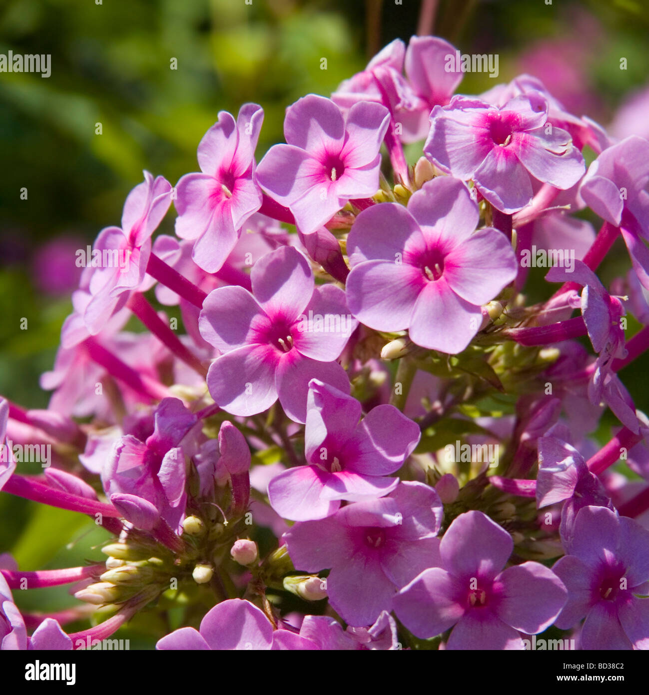 beautiful vibrant pink phlox flower cluster Stock Photo
