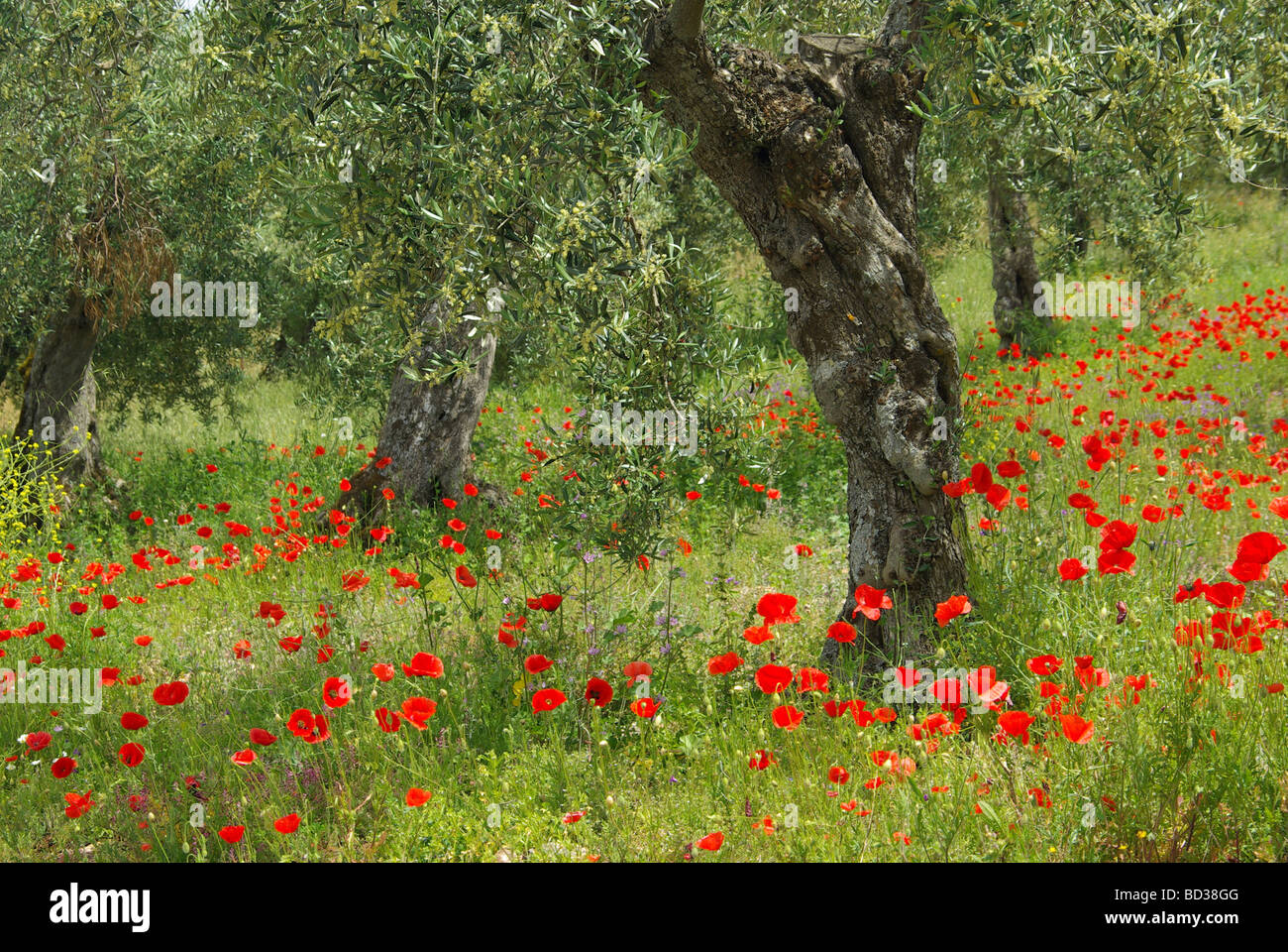 Mohn unter Olivenbaum poppy and olive tree 11 Stock Photo