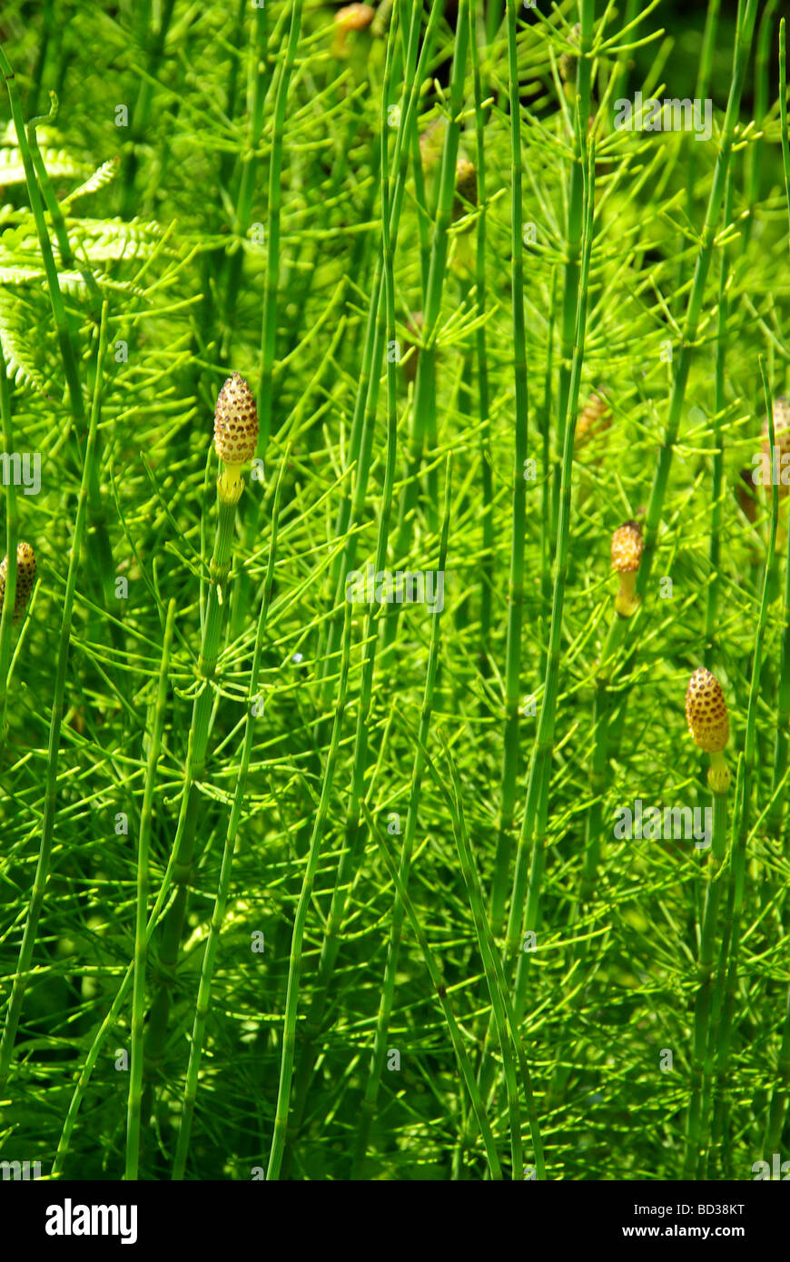 Sumpf Schachtelhalm marsh horsetail 01 Stock Photo
