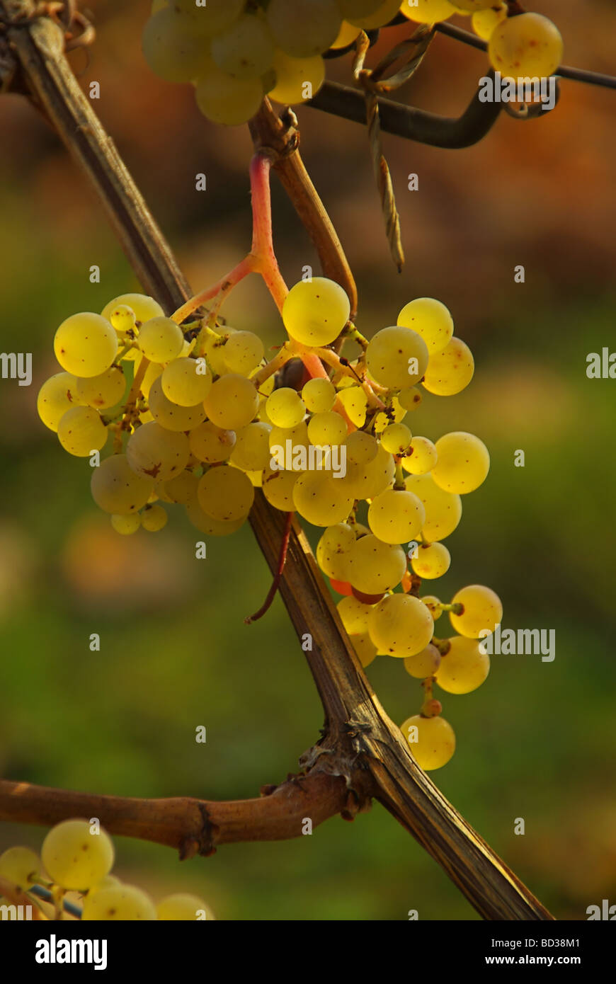 Grape symbol hi-res stock photography and images - Alamy