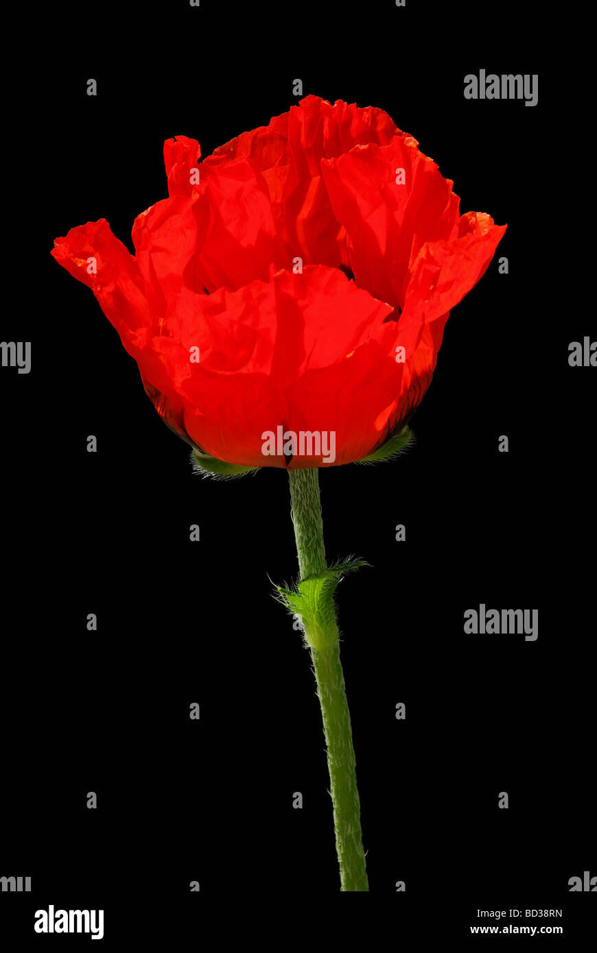 Garden red poppy Cut Out Stock Images & Pictures - Alamy