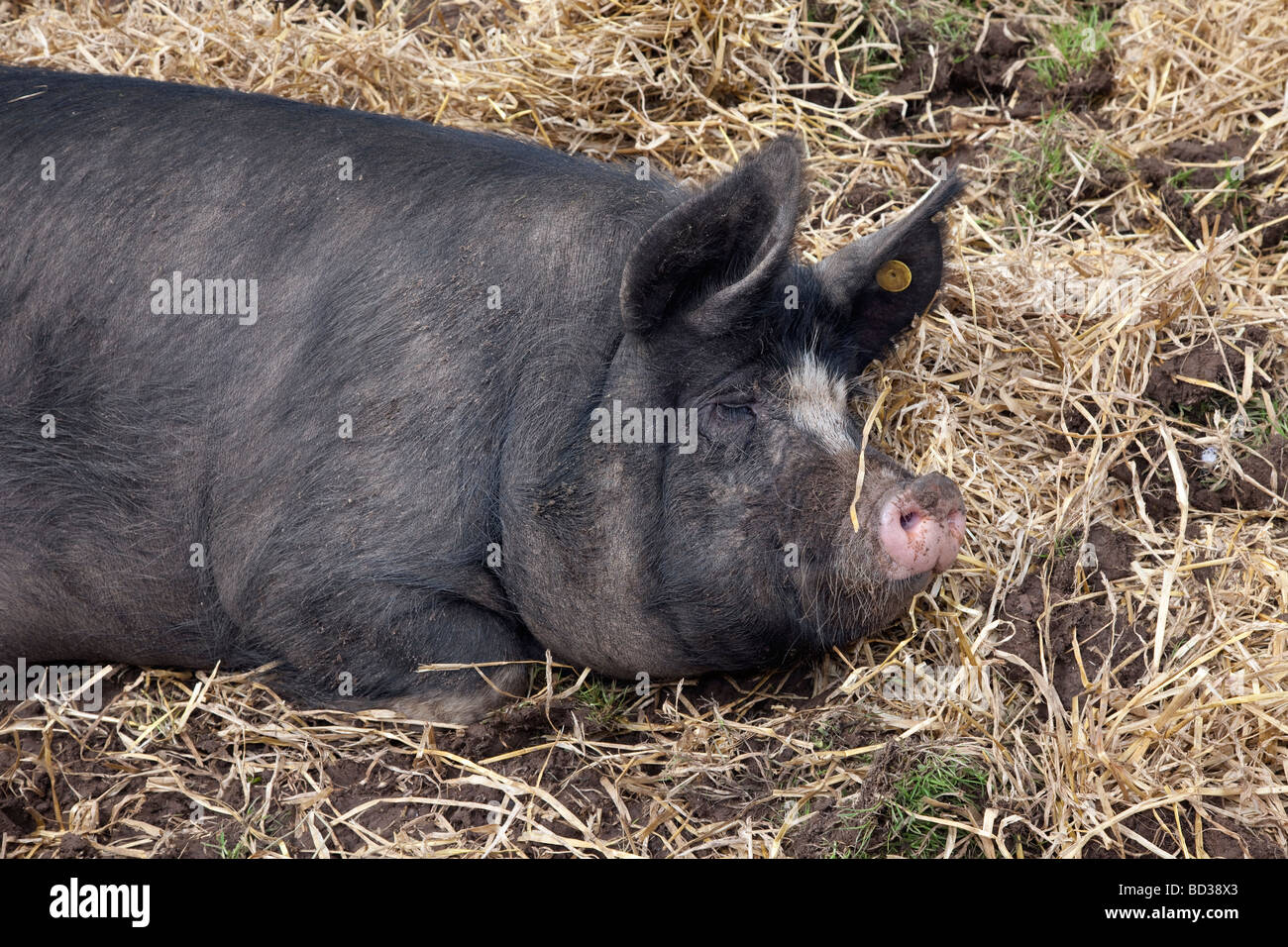 Berkshire Pig with eyes shut at Agricultural Fayre Stock Photo